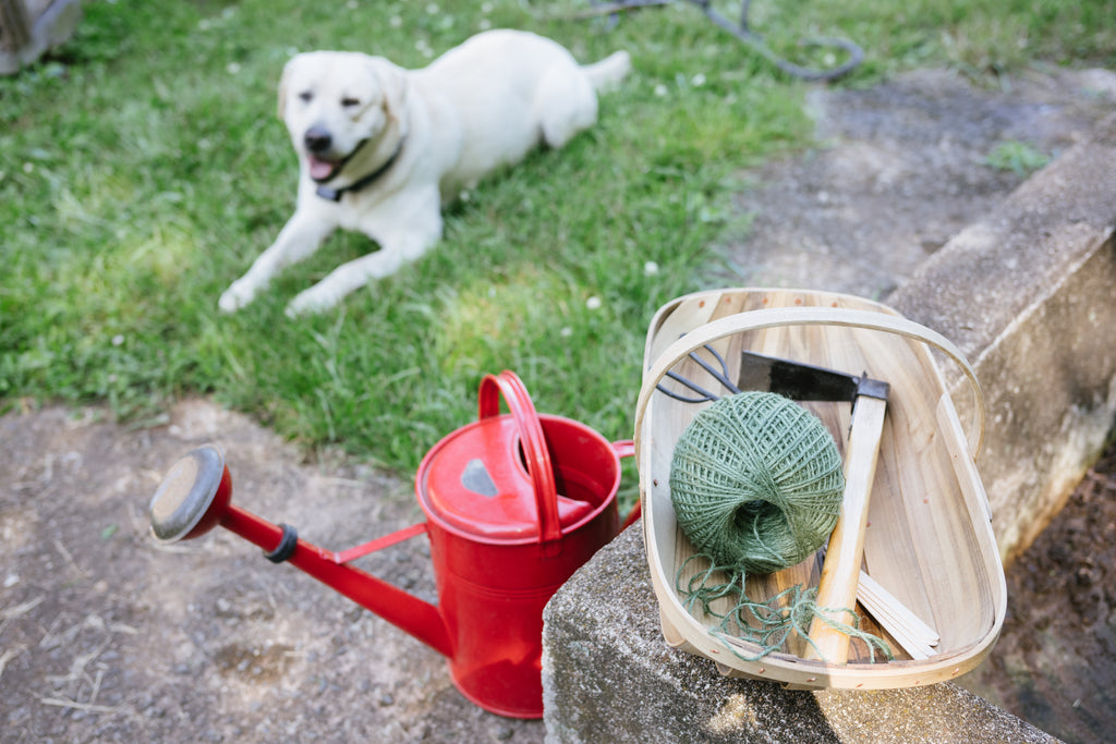 Red galvanized watering can, green ball of yarn, and a basket with items on a stone ledge with a dog in the background.
