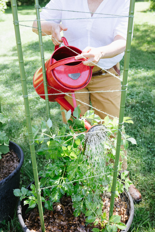 Person watering plants with a galvanized watering can in a garden setting