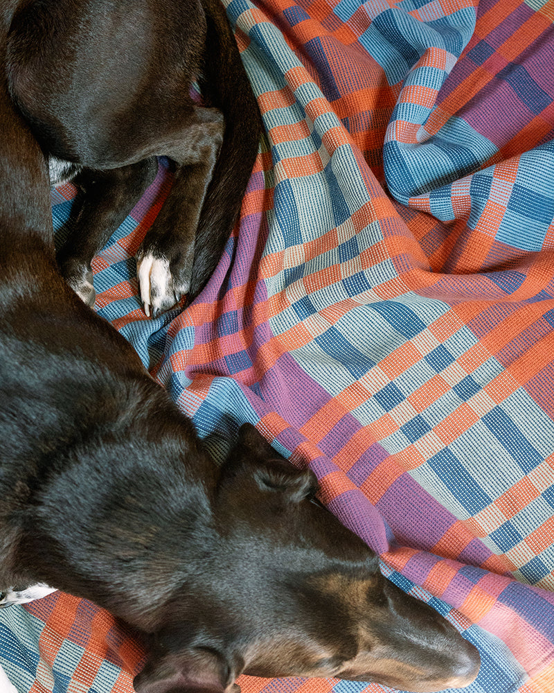 Sleeping dog on Fido Dog Blanket