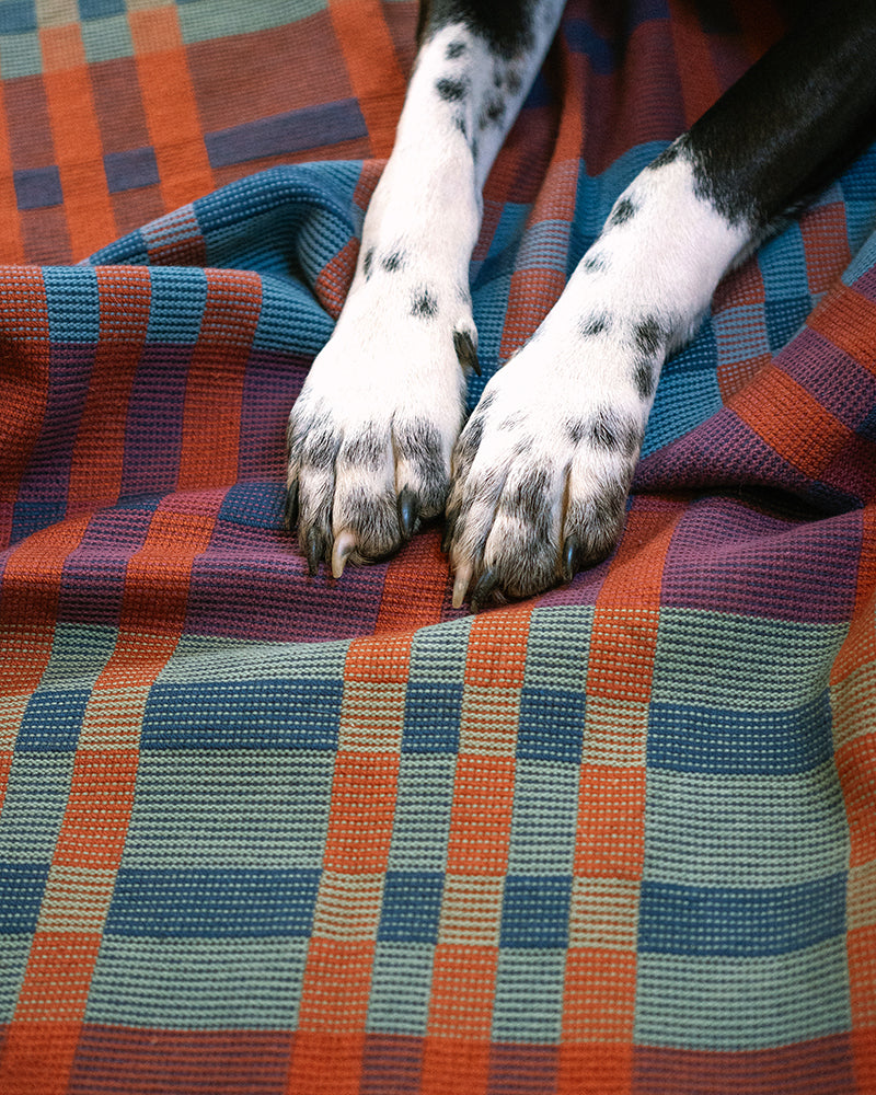 Cute dog paws on top of the Fido Dog Blanket