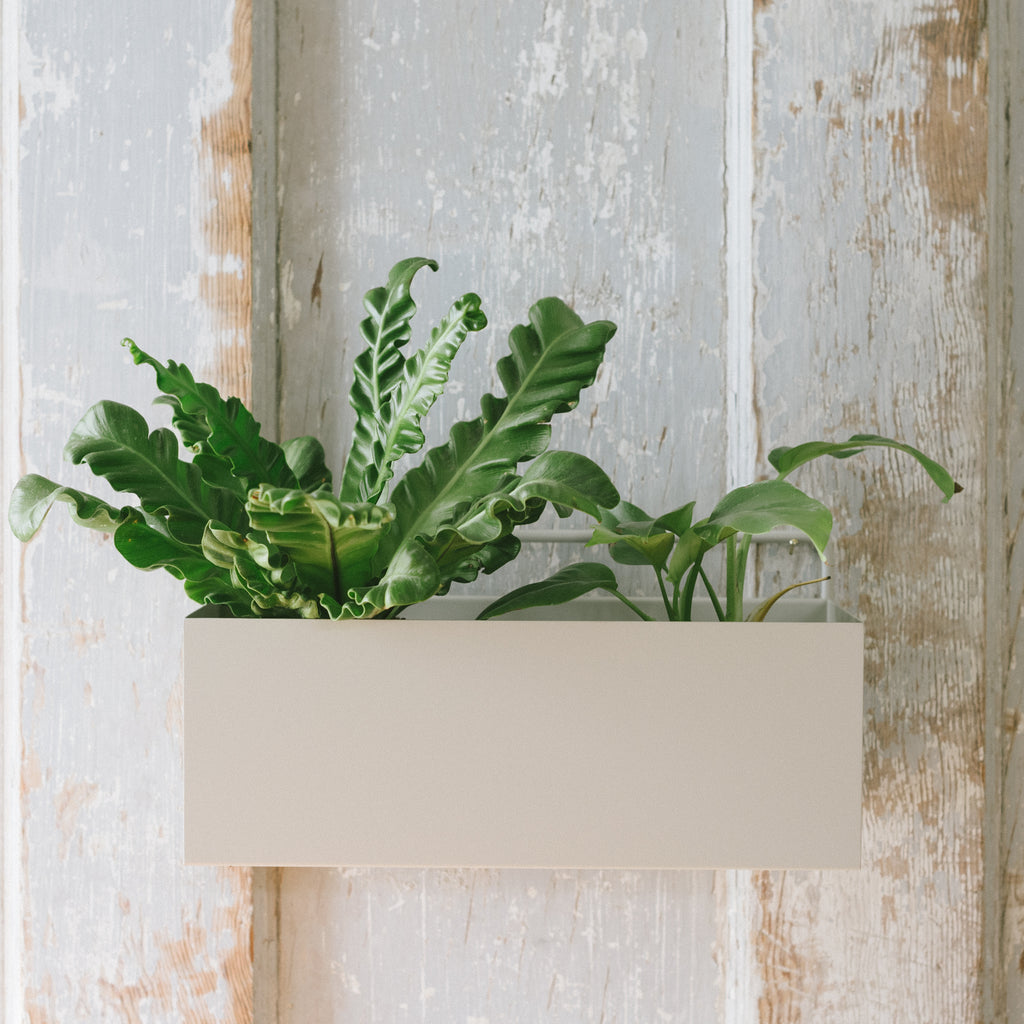 Planter wall box holding two plants