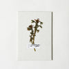Pressed flower art print on a white background