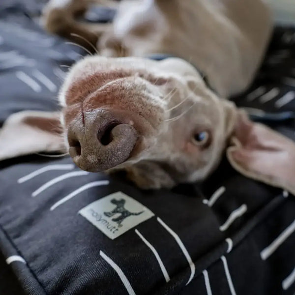 Dog lying on a black and white striped bed with a brand logo.