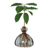 Glass vase with a small plant and roots on a white background