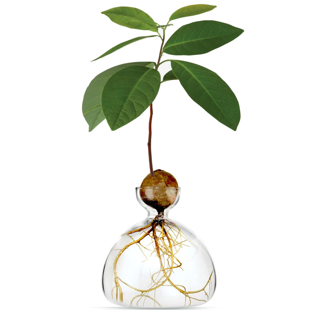 Clear glass vase with a plant and roots on a white background