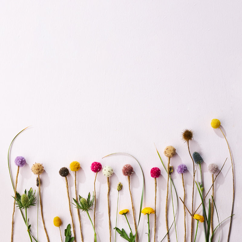 Arrangement of various wildflowers on a white background