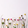 Arrangement of various wildflowers on a white background