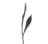 Felt plant stem with leaves on a white background