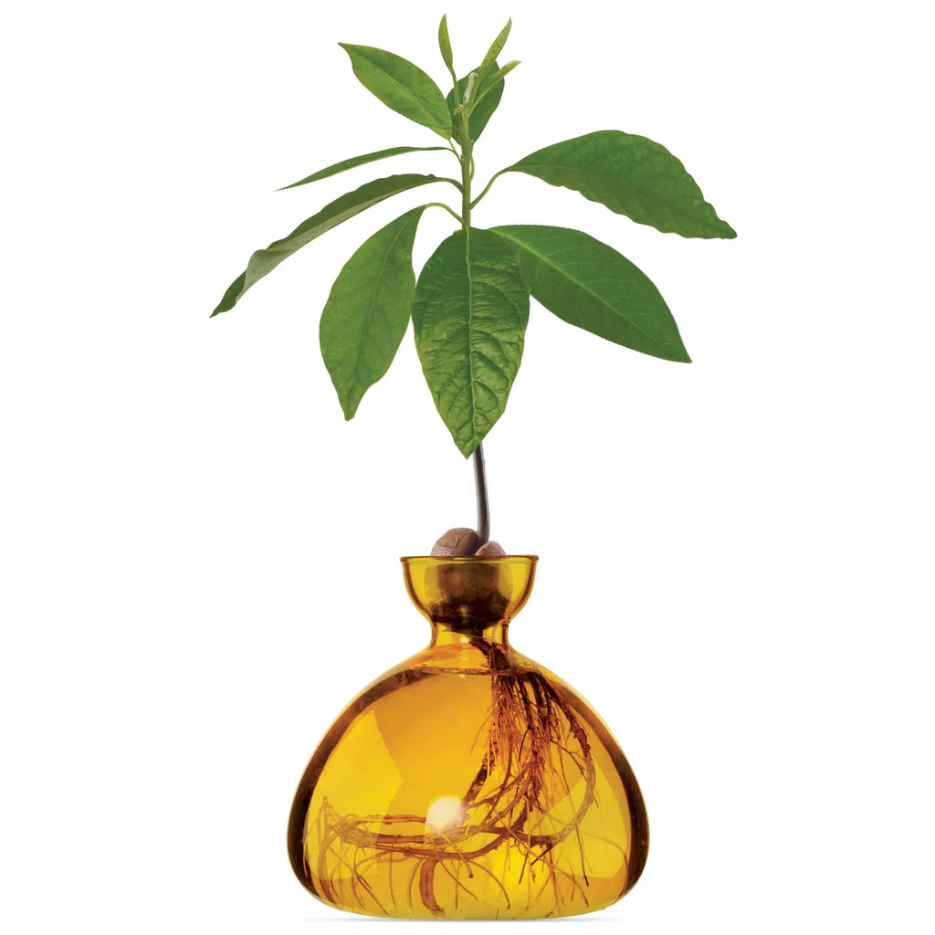 Amber glass vase with a plant growing out of it on a white background