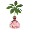 Pink glass vase with a plant inside on a white background