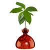 Red glass vase with a small plant on a white background