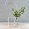 unique glass vase - flower vase - glass stem vase - glass vase 